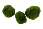 Tropica Plants Aegagropila linnaei Live Aquatic Mini Plant 3 Moss Balls