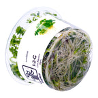 Tropica  1-2 Grow ! Ranunculus Live Aquarium Plant
