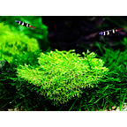 Tropica Riccia fluitans (Medium, Foreground) 1-2-Grow!