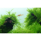 Tropica Taxiphyllum barbieri 'Bogor Moss' (Easy, Moss) 1-2-Grow!