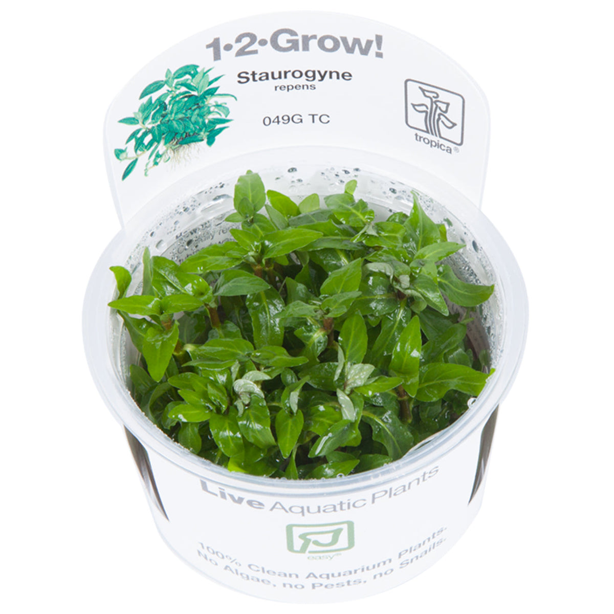 Tropica Staurogyne repens (Easy, Foreground) 1-2-Grow!
