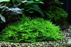 Taxiphyllum sp. 'Spiky Moss' (Easy, Moss) 1-2-Grow!