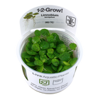 Tropica Limnobium laevigatum (Easy, Floating) 1-2-Grow!