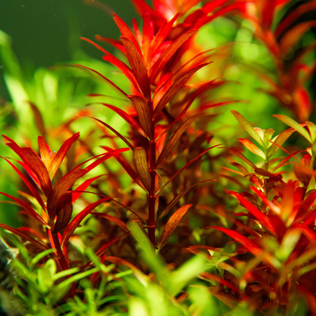Tropica Rotala rotundifolia 'Blood Red' (Medium, Red) 1-2-Grow!