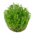 Tropica Pogostemon deccanensis (Medium, Middleground) 1-2-Grow!