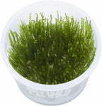 Taxiphyllum sp. 'Spiky Moss' (Easy, Moss) 1-2-Grow!