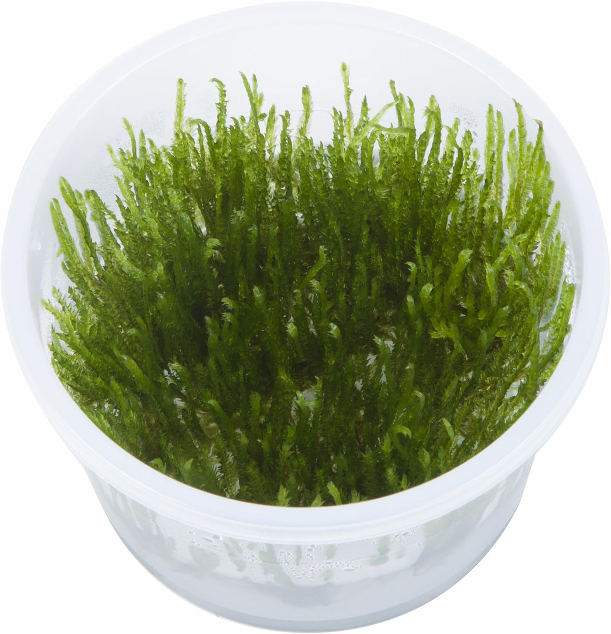 Taxiphyllum sp. 'Spiky Moss' (Easy, Moss) 1-2-Grow!