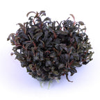 Tropica Bucephalandra 'Kedagang' (Easy, Foreground/Attach) 1-2-Grow!