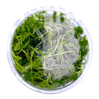 Tropica  1-2 Grow ! Ranunculus Live Aquarium Plant