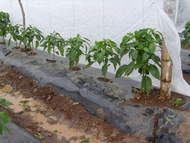 Agribon AG-30 Frost Protection Floating Row Cover