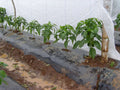Agribon AG-19 Frost Protection Floating Row Cover