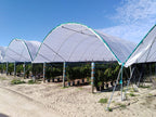 Solarig Classic 156 Woven Plastic Greenhouse Cover/Film