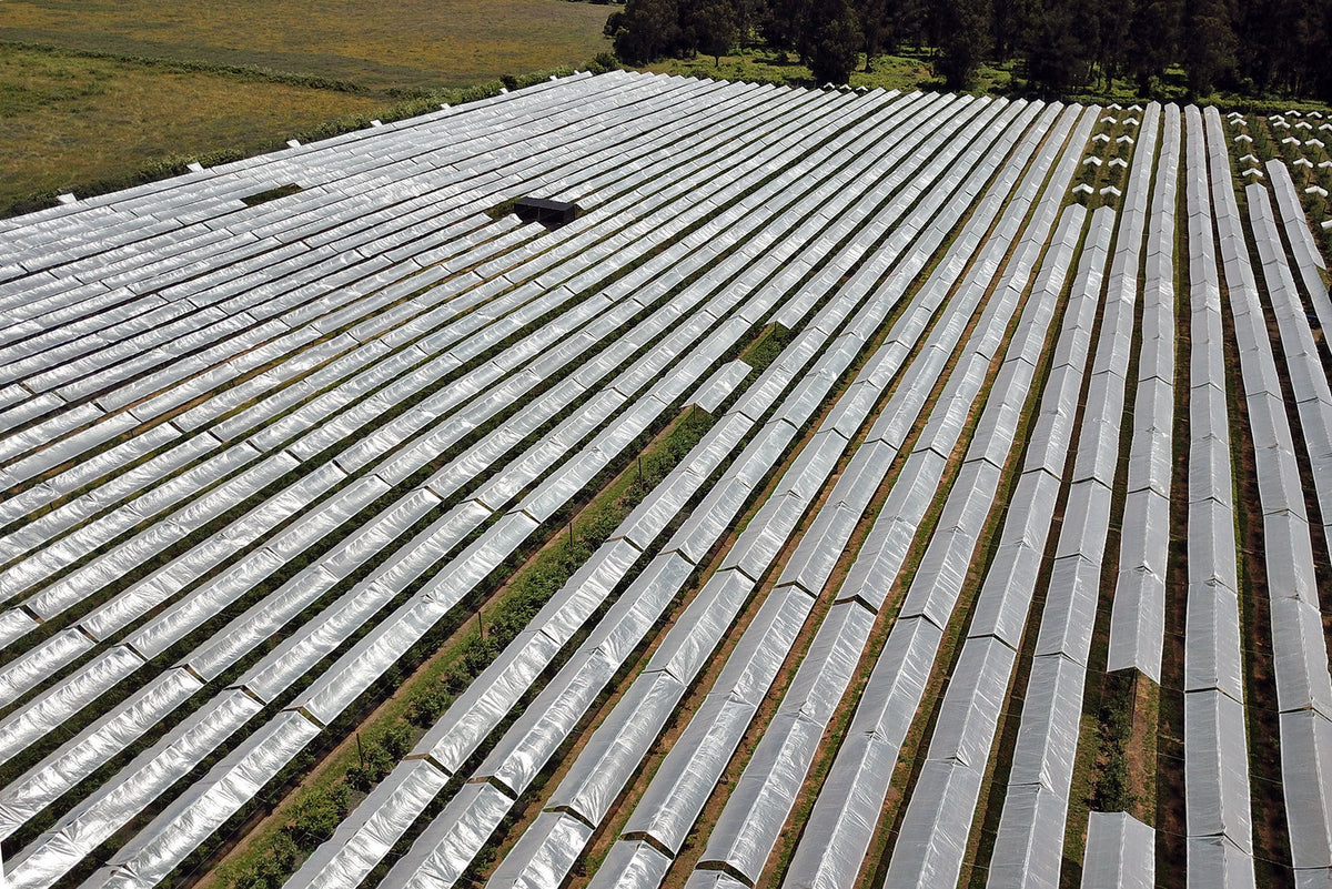 Solarig Classic 156 Woven Plastic Greenhouse Cover/Film