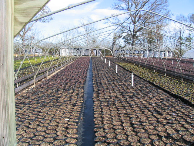 Solarig Classic 156 Woven Plastic Greenhouse Cover/Film