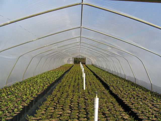 Solarig Classic 156 Woven Plastic Greenhouse Cover/Film