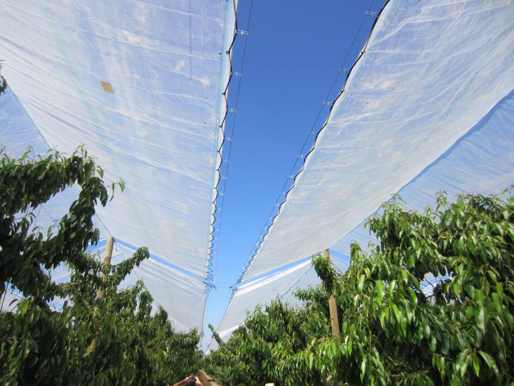 Sollux Polyethylene Plastic Greenhouse Cover / Film