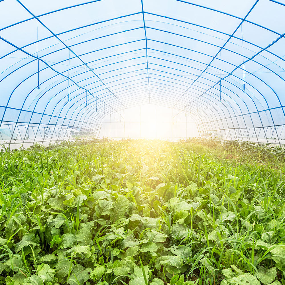 Sollux Polyethylene Plastic Greenhouse Cover / Film