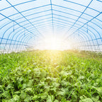 Sollux Polyethylene Plastic Greenhouse Cover / Film