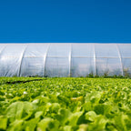 Sollux Polyethylene Plastic Greenhouse Cover / Film