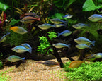 Seachem Equilibrium Planted Aquarium Minerals