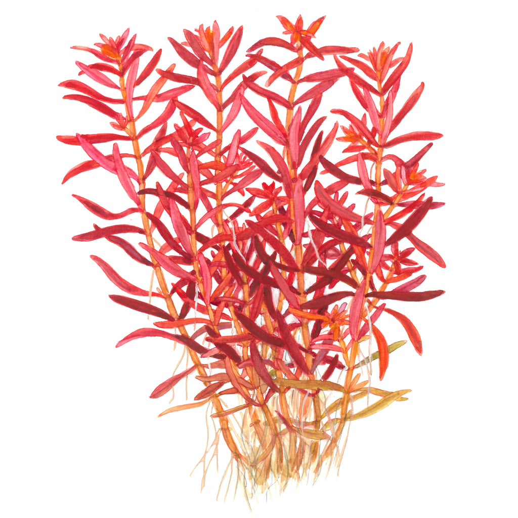 Tropica Rotala rotundifolia 'Blood Red' (Medium, Red) 1-2-Grow!