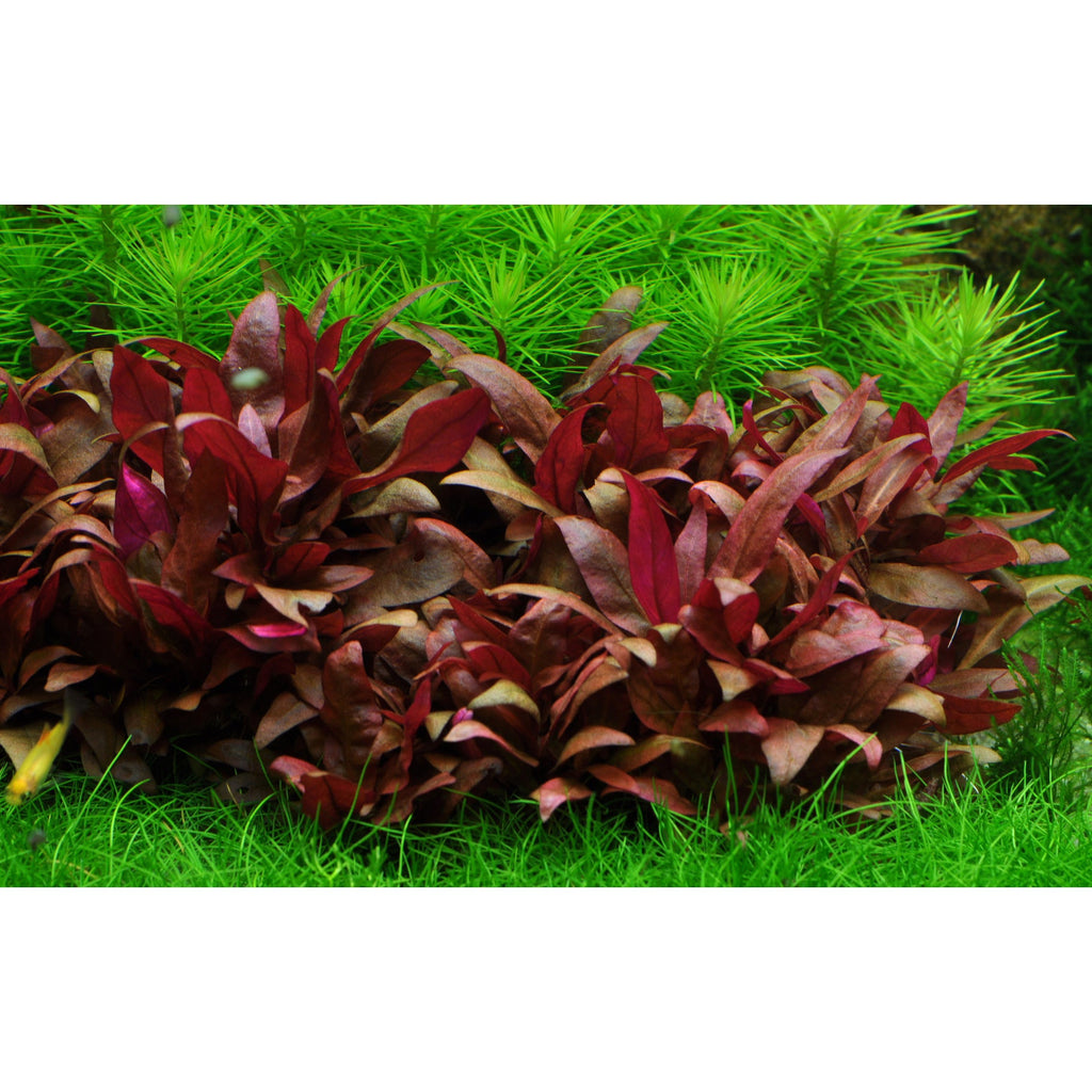Tropica Alternanthera reineckii 'Mini' (Medium, Foreground) 1-2-Grow!