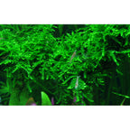 Tropica Vesicularia ferriei 'Weeping Moss' (Medium, Foreground) 1-2-Grow!