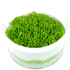 Tropica Utricularia graminifolia (Advanced, Foreground) 1-2-Grow!