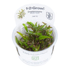 Tropica Cryptocoryne wendtii 'Green' (Easy, Middleground) 1-2-Grow!