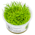 Tropica Eleocharis Acicularis Aquarium Live Plant