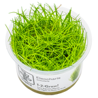 Tropica Eleocharis Acicularis Aquarium Live Plant