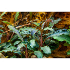 Tropica Bucephalandra 'Kedagang' (Easy, Foreground/Attach) 1-2-Grow!