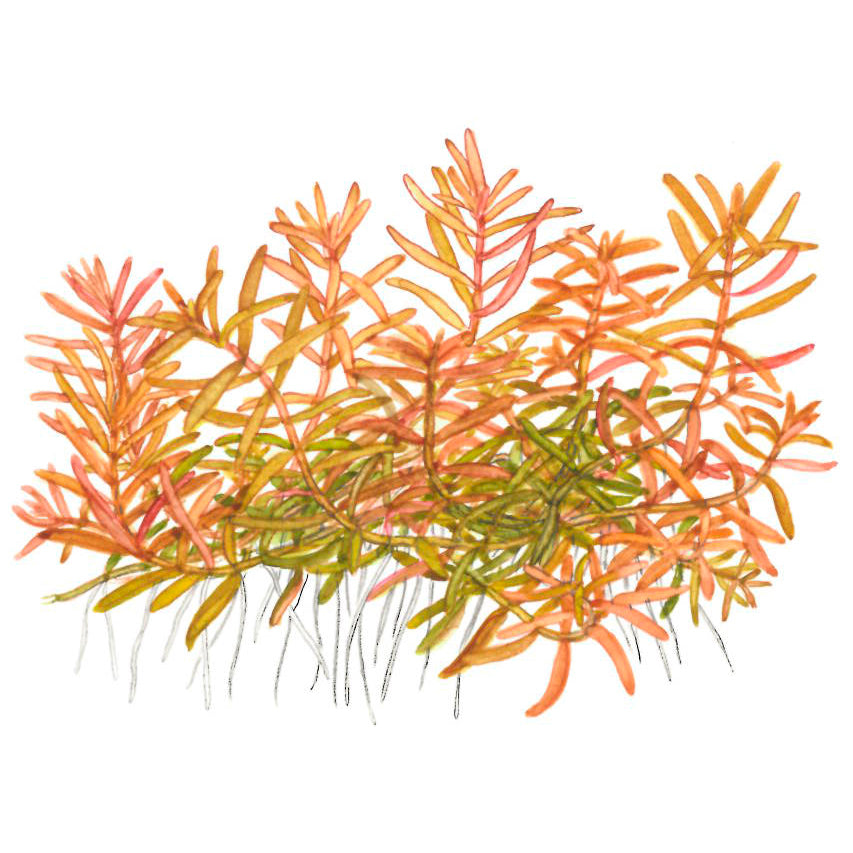 Tropica Rotala rotundifolia 'H'ra' (Medium, Red) 1-2-Grow!