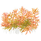 Tropica Rotala rotundifolia 'H'ra' (Medium, Red) 1-2-Grow!