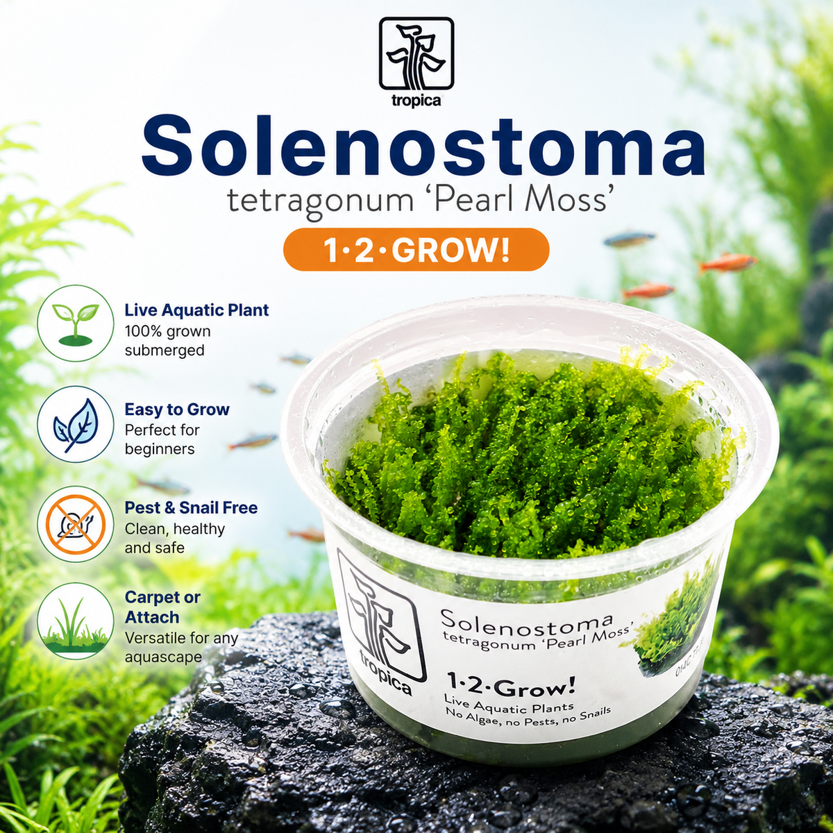 1-2 Grow Solenostoma tetragonum Pearl Moss Aquarium Live Plant