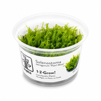 1-2 Grow Solenostoma tetragonum Pearl Moss Aquarium Live Plant