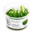 1-2 Grow TC - Microsorum pteropus 'Narrow'