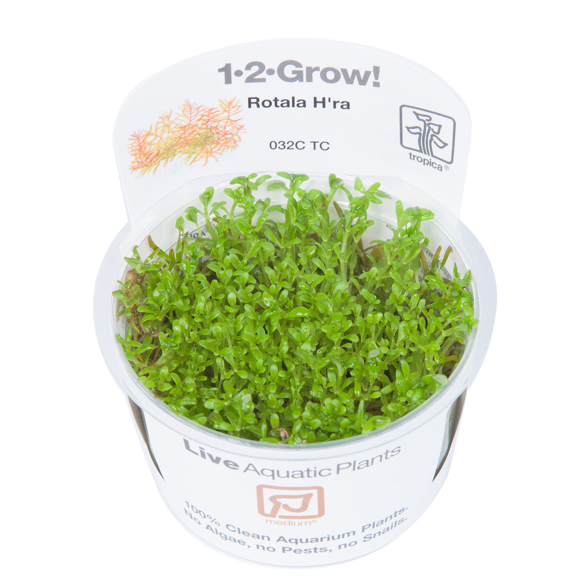 Tropica Rotala rotundifolia 'H'ra' (Medium, Red) 1-2-Grow!