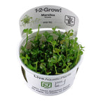 Marsilea hirsuta (Easy, Foreground (Carpeting)) 1-2-Grow!