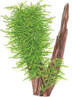 Taxiphyllum sp. 'Spiky Moss' (Easy, Moss) 1-2-Grow!