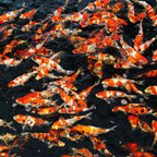 JBL Pro Sterlet Pearls Size Small 0.5kg Fish Food