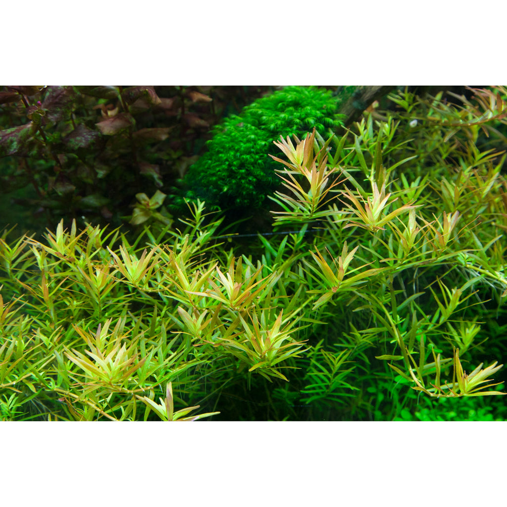 Tropica Rotala rotundifolia 'H'ra' (Medium, Red) 1-2-Grow!