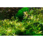 Tropica Rotala rotundifolia 'H'ra' (Medium, Red) 1-2-Grow!
