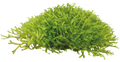 Aquafleur Easy Grow 45 Hemianthus Callitrichoides Aquarium Live Plant Decor