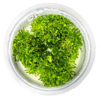 Riccardia chamedryfolia Moss Tropica 1-2-GROW
