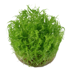 Tropica Pogostemon deccanensis (Medium, Middleground) 1-2-Grow!