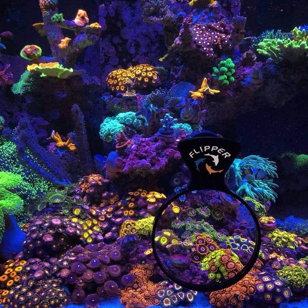 Flipper Deepsee Magnetic Aquarium Viewer: 3", 4", 5" Lens Set