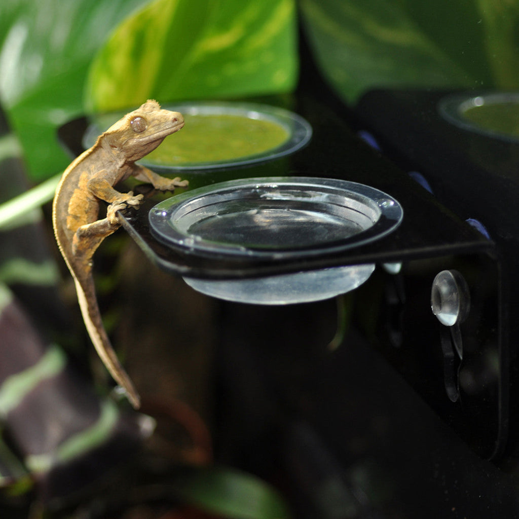 HabiStat Single Double Arboreal Gecko Feeding Ledges With Feeding Dishes