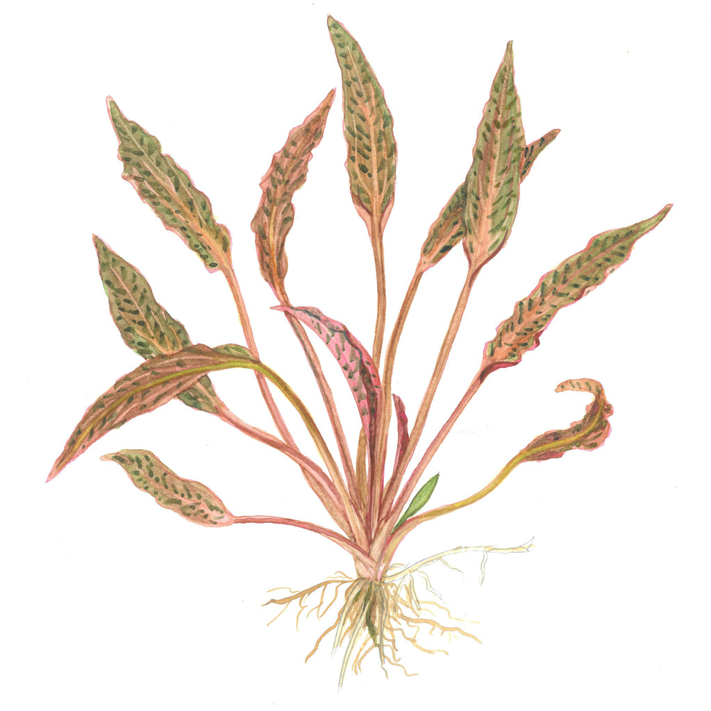 Tropica Cryptocoryne nurii  (Easy, Background) 1-2-Grow!
