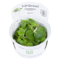 Tropica Limnobium laevigatum (Easy, Floating) 1-2-Grow!